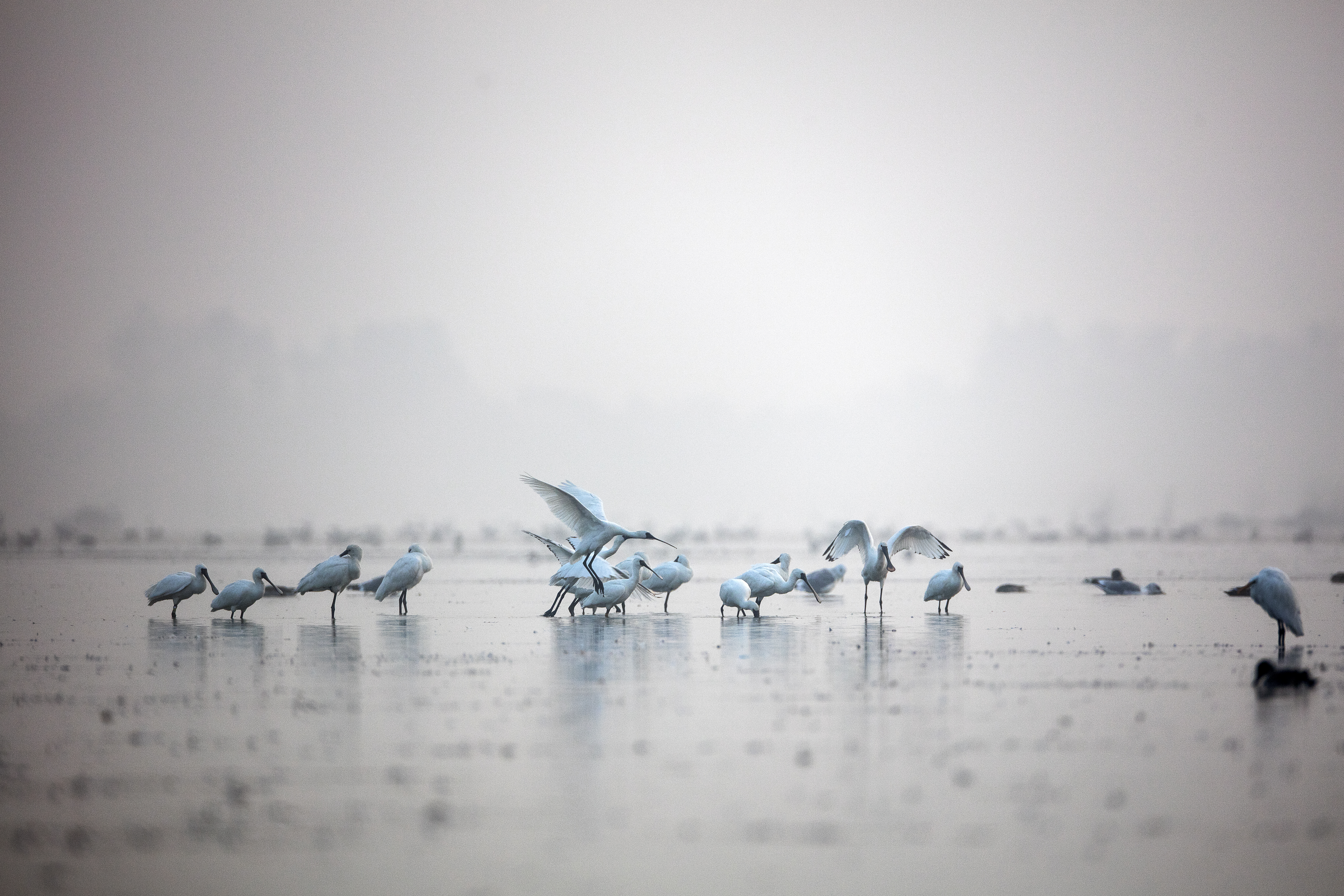 Feeding of the Black-faced Spoonbills in Daebudo Tidal Flat